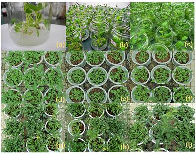 Effects of Native Arbuscular Mycorrhizae Isolated on Root Biomass and Secondary Metabolites of Salvia miltiorrhiza Bge